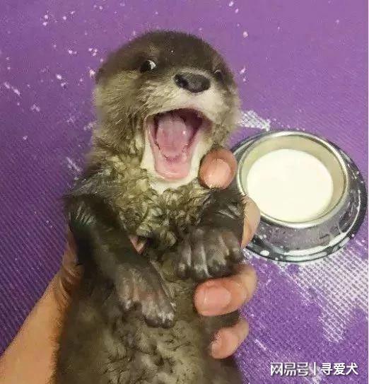 外國夫婦養了一隻水獺寶寶當寵物 表情簡直萌翻了！