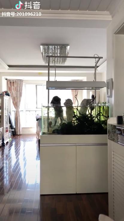 家賊難防！　主人回家見3喵趴魚缸　崩潰：那不是給你們加菜的啦…