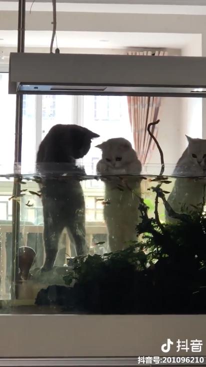 家賊難防！　主人回家見3喵趴魚缸　崩潰：那不是給你們加菜的啦…