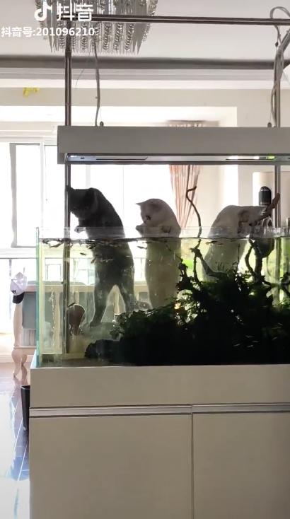 家賊難防！　主人回家見3喵趴魚缸　崩潰：那不是給你們加菜的啦…