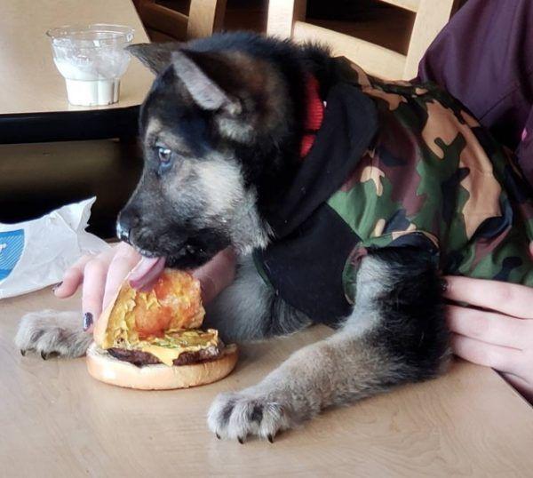 幼犬有先天性心臟病，在生命的最後幾個月，主人決定讓它體驗狗生