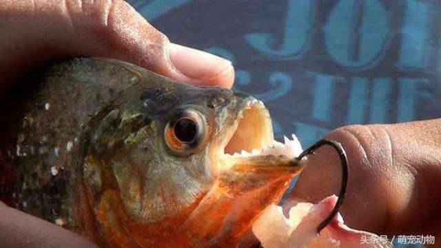 多虧有這個天敵，食人魚才無法稱霸亞馬遜河，一次攻擊就能幹掉30隻食人魚