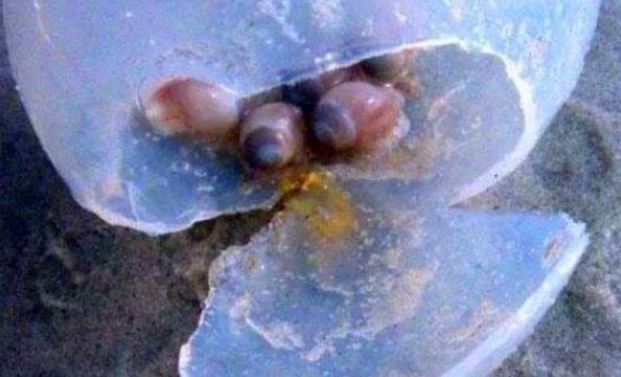 海邊突現大量「透明圓球」，好奇的遊客想觸碰被當地人喝止：別碰牠！ 