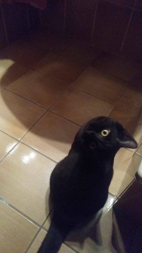 18張「大腦處理到錯亂」的強大錯覺圖　不管看幾次都還是不小心被騙