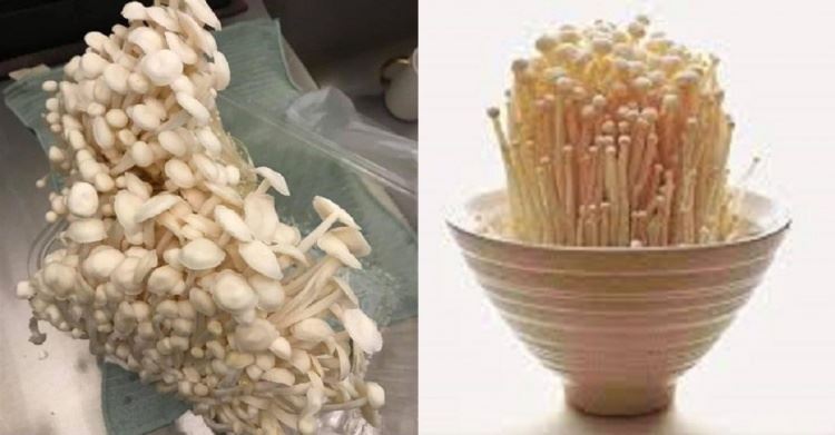 金珍菇不只明天見...沒吃完還會「無限生長」？他曝神奇都市傳說...網狂點頭：永遠吃不完 