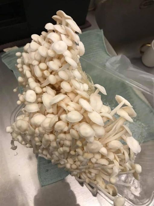 金珍菇不只明天見...沒吃完還會「無限生長」？他曝神奇都市傳說...網狂點頭：永遠吃不完 