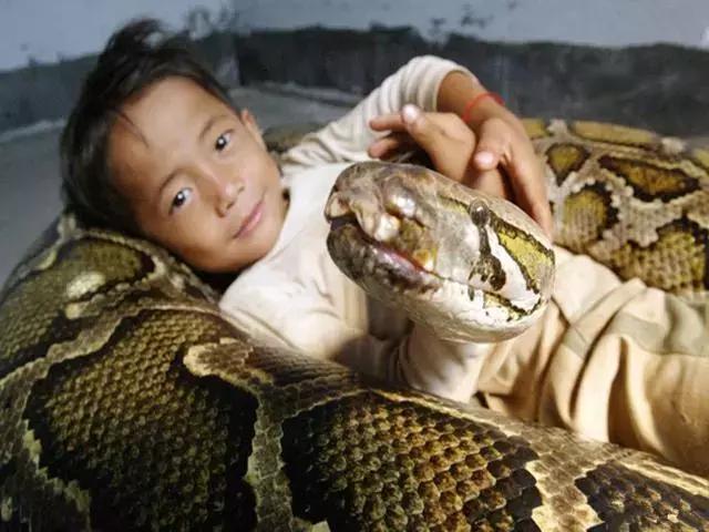  男孩認蟒蛇做妹妹，同吃同住生活7年，男孩父親：兒子三個月大時這條蛇自己爬到他身邊