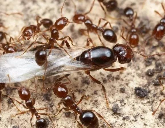 螞蟻進入「奴隸制」，將是地球上最強大的物種