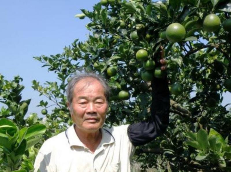 農民鋤地發現泥土硬硬的　挖開以為是古董...牠一動才知是「中國最古老蜘蛛」