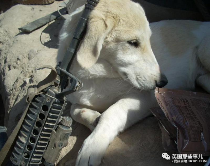 士兵在戰場上丟了幾塊牛肉乾給一隻孤僻的流浪狗…沒想到竟從此改變了他的生活！