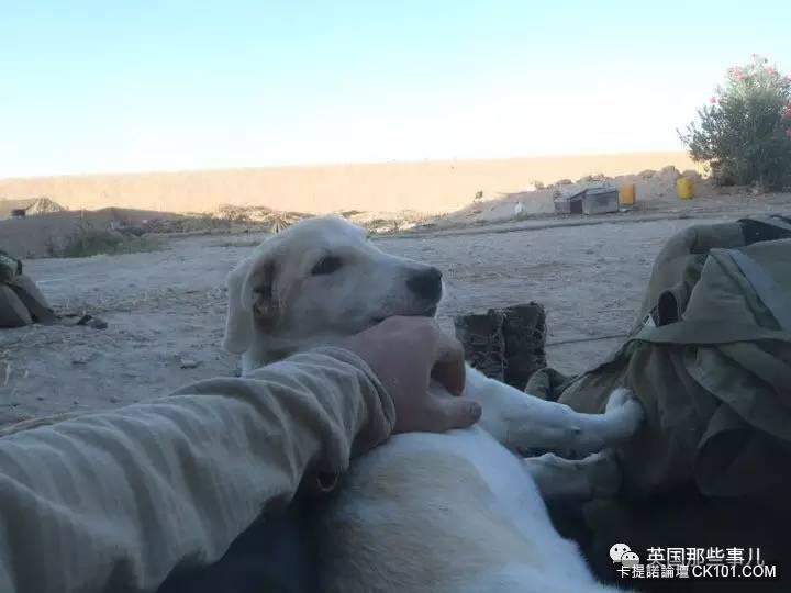 士兵在戰場上丟了幾塊牛肉乾給一隻孤僻的流浪狗…沒想到竟從此改變了他的生活！