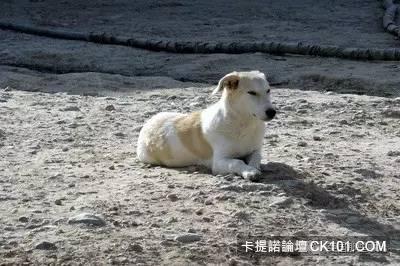 士兵在戰場上丟了幾塊牛肉乾給一隻孤僻的流浪狗…沒想到竟從此改變了他的生活！