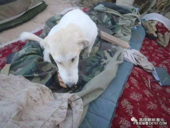 士兵在戰場上丟了幾塊牛肉乾給一隻孤僻的流浪狗…沒想到竟從此改變了他的生活！