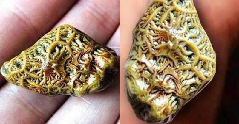 女子撿到一塊金黃色的石頭，天天掛在脖子上，老人看見後愣住了