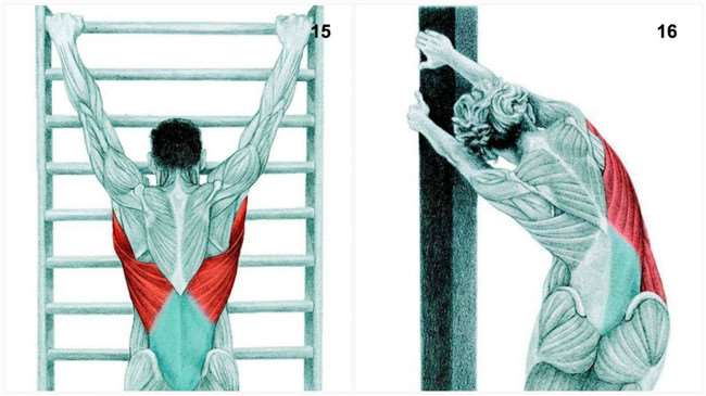 你知道「拉筋」是動到 哪個部位的肌肉嗎?讓「這34張」簡單明瞭的圖 來告訴你!記得千萬別做錯了!
