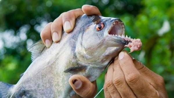 多虧有了這種天敵，食人魚才無法稱霸亞馬遜河，牠的特殊攻擊一次就能幹掉30幾隻食人魚！ 