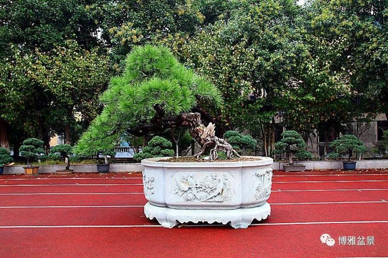 養盆景要虛虛實實，方有妙造！