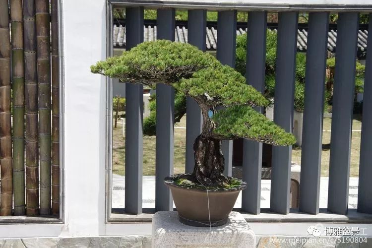 養盆景要虛虛實實，方有妙造！