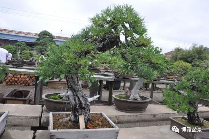 養盆景要虛虛實實，方有妙造！