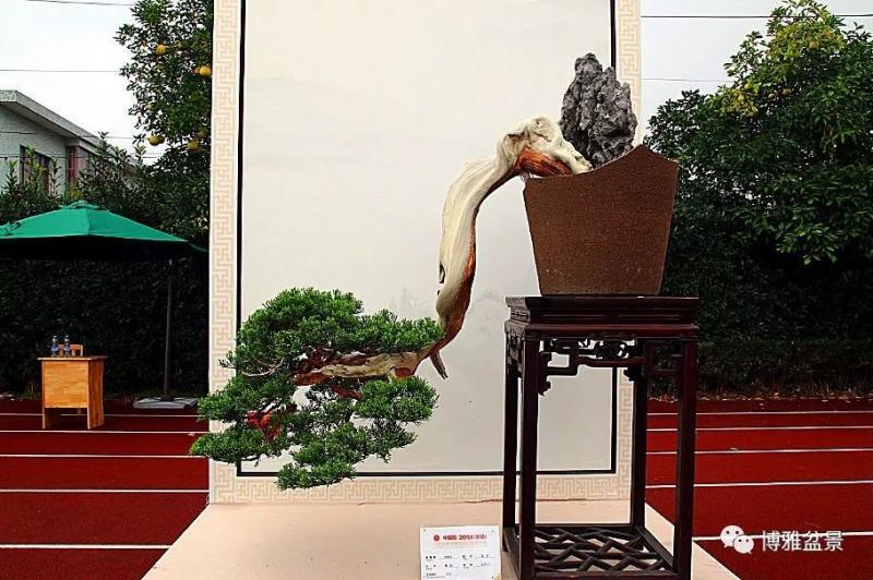 養盆景要虛虛實實，方有妙造！