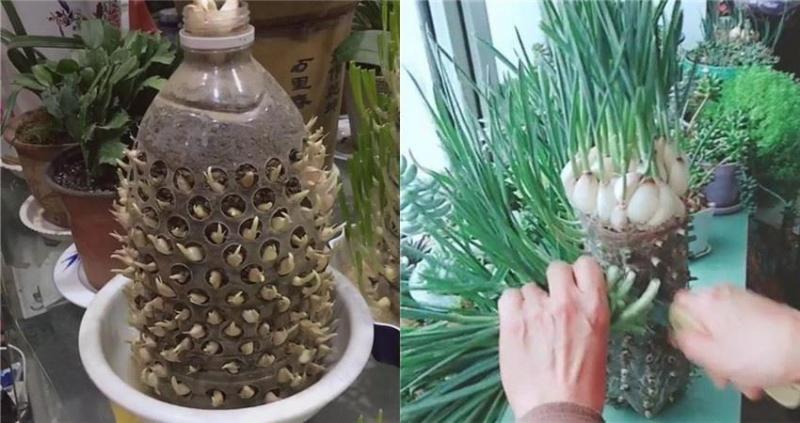 自從媽媽開始用「寶特瓶」種蒜，十天就長出新鮮的蒜苗，鄰居看了都搶著上門討教！
