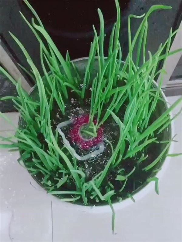 自從媽媽開始用「寶特瓶」種蒜，十天就長出新鮮的蒜苗，鄰居看了都搶著上門討教！