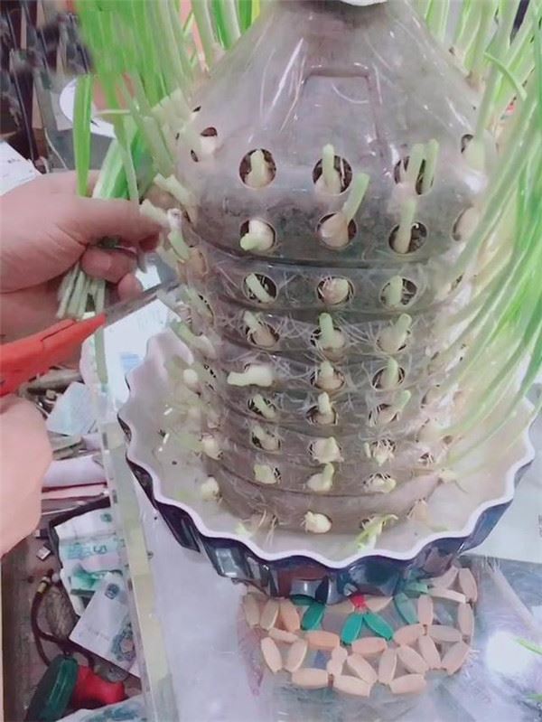 自從媽媽開始用「寶特瓶」種蒜，十天就長出新鮮的蒜苗，鄰居看了都搶著上門討教！