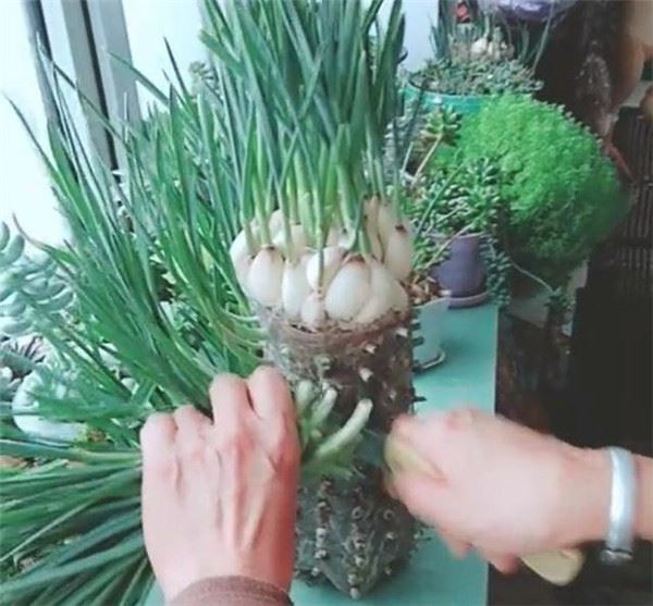 自從媽媽開始用「寶特瓶」種蒜，十天就長出新鮮的蒜苗，鄰居看了都搶著上門討教！