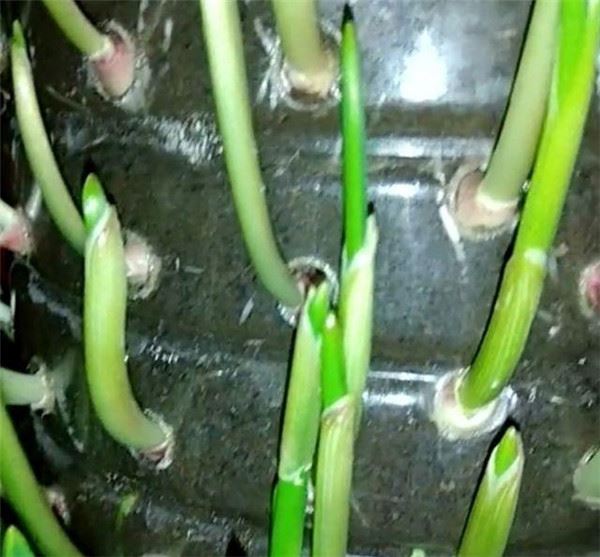 自從媽媽開始用「寶特瓶」種蒜，十天就長出新鮮的蒜苗，鄰居看了都搶著上門討教！