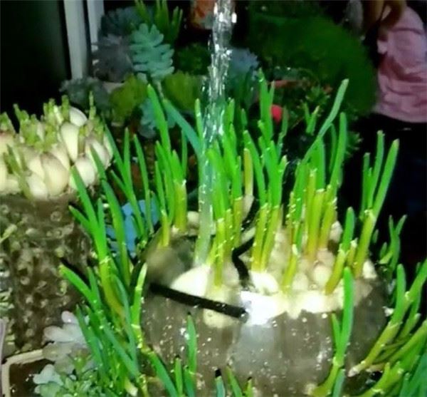 自從媽媽開始用「寶特瓶」種蒜，十天就長出新鮮的蒜苗，鄰居看了都搶著上門討教！