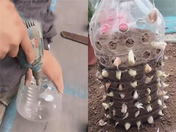 自從媽媽開始用「寶特瓶」種蒜，十天就長出新鮮的蒜苗，鄰居看了都搶著上門討教！