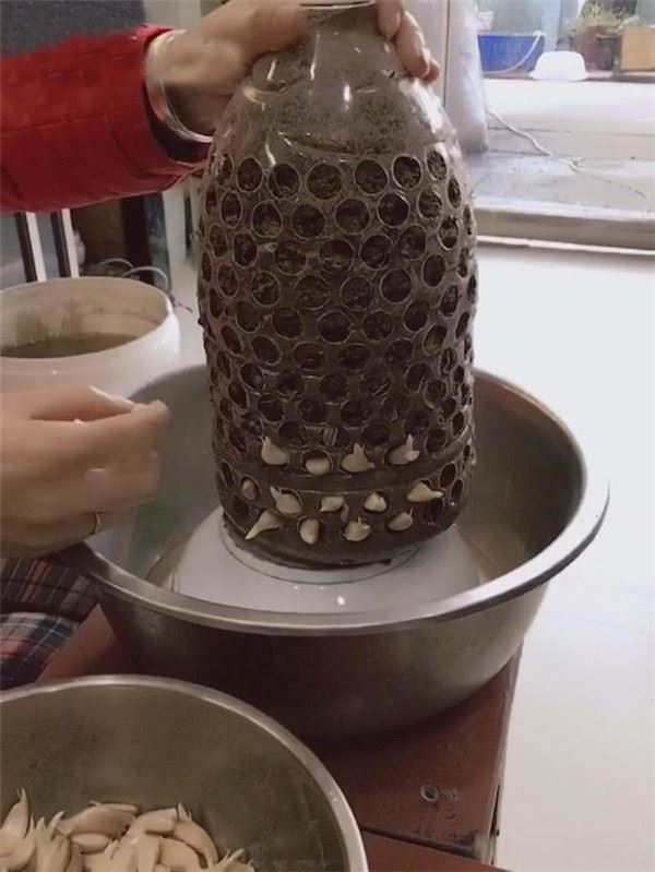 自從媽媽開始用「寶特瓶」種蒜，十天就長出新鮮的蒜苗，鄰居看了都搶著上門討教！