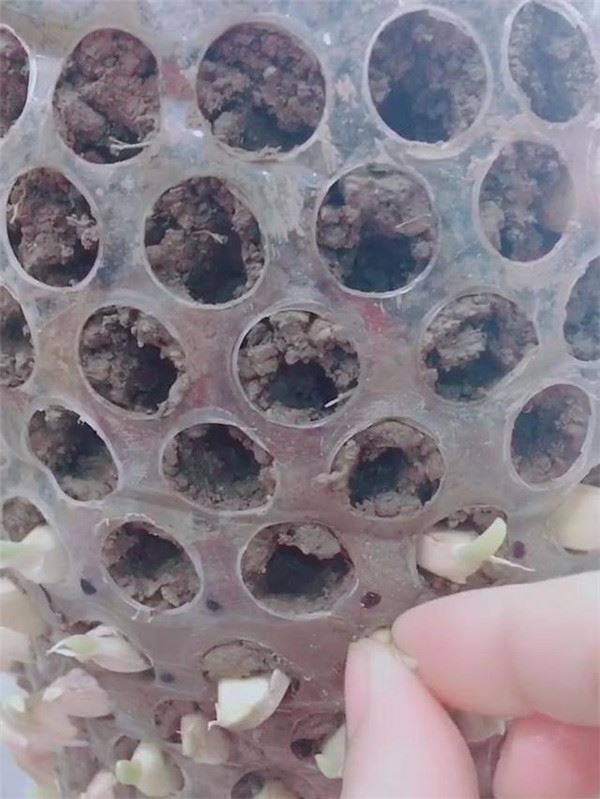 自從媽媽開始用「寶特瓶」種蒜，十天就長出新鮮的蒜苗，鄰居看了都搶著上門討教！