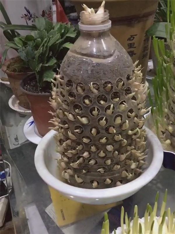 自從媽媽開始用「寶特瓶」種蒜，十天就長出新鮮的蒜苗，鄰居看了都搶著上門討教！