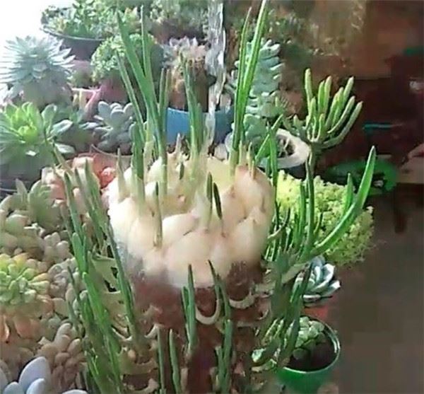 自從媽媽開始用「寶特瓶」種蒜，十天就長出新鮮的蒜苗，鄰居看了都搶著上門討教！