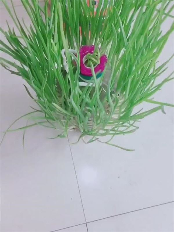 自從媽媽開始用「寶特瓶」種蒜，十天就長出新鮮的蒜苗，鄰居看了都搶著上門討教！