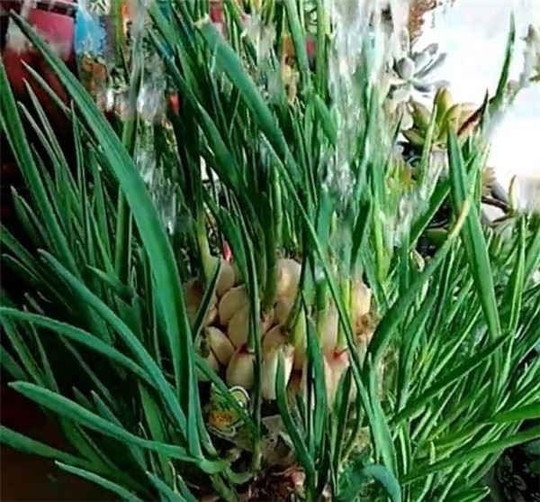 自從媽媽開始用「寶特瓶」種蒜，十天就長出新鮮的蒜苗，鄰居看了都搶著上門討教！