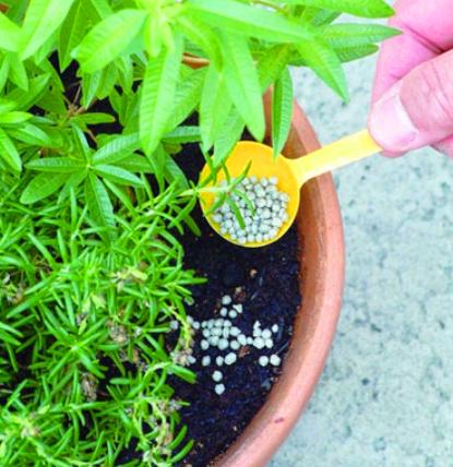 養花不再施肥，用上這種「泥」，往盆里「倒一點」，輕鬆爆滿盆！