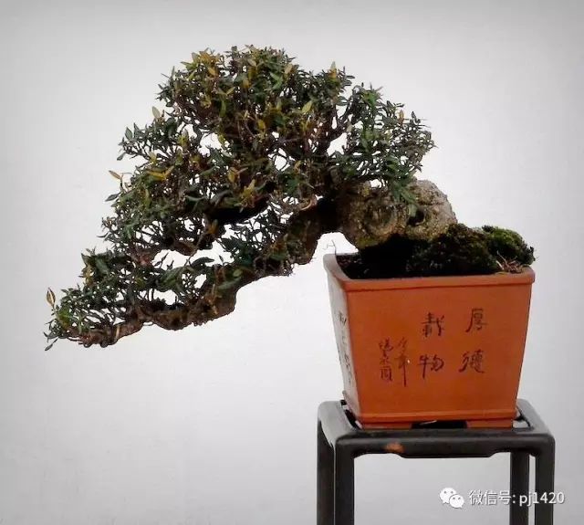 好樹還須配好盆，玩盆景你最該知道的 
