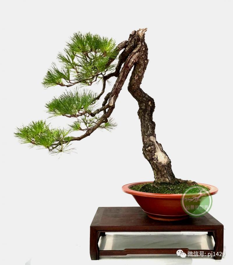 懂得低頭才能出頭!!