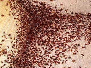 除蟑螂秘方：只用一顆馬鈴薯，就把家中蟑螂通通消滅，解決一大片，太厲害了