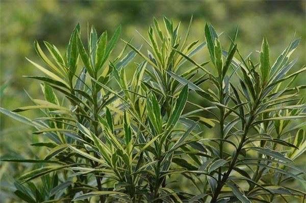 除蟑螂秘方：只用一顆馬鈴薯，就把家中蟑螂通通消滅，解決一大片，太厲害了