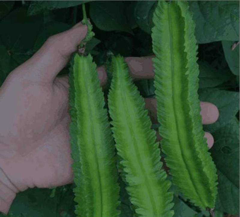 這菜被稱為「豆中之王」，對19種疾病有效，補血補鈣，二十一世紀的健康美食」