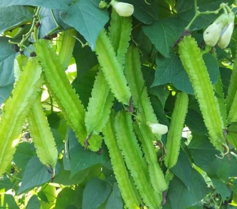 這菜被稱為「豆中之王」，對19種疾病有效，補血補鈣，二十一世紀的健康美食」