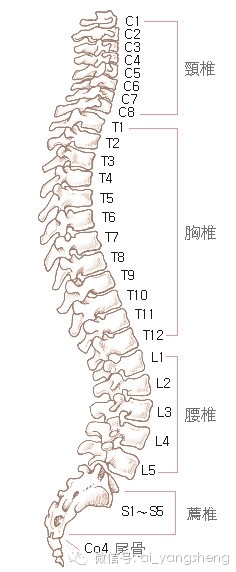 脊椎不好很痛苦，終於找到免錢的矯正脊椎方法了！