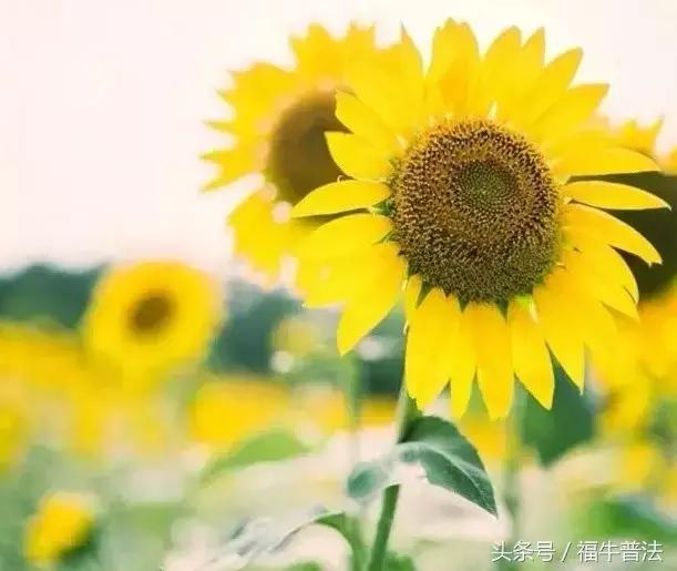 正能量的人，真的自帶光芒！