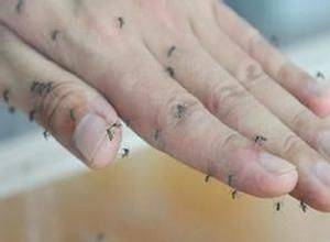 為什麼蚊子愛咬你？其實跟血型沒啥關係！這才是真正的原因！