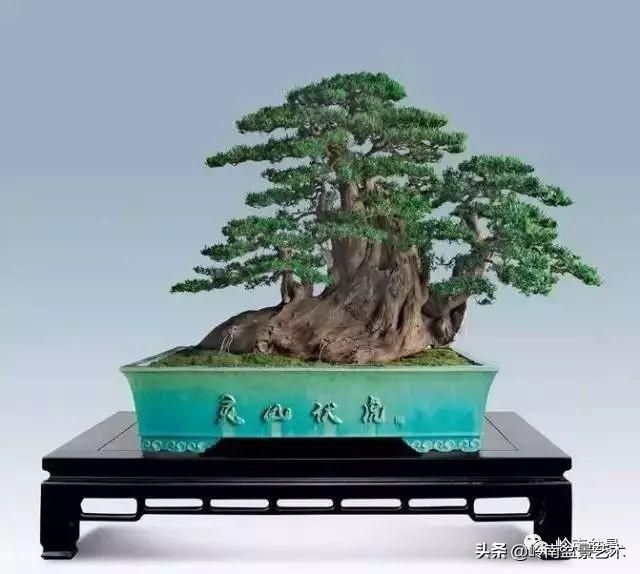 要霸氣側露，玩好根盤是關鍵！