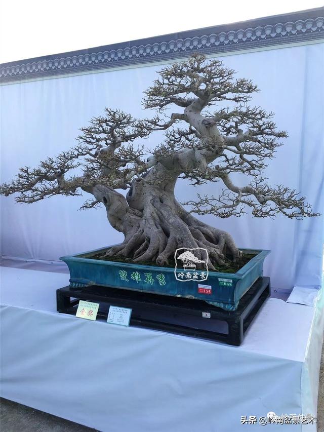要霸氣側露，玩好根盤是關鍵！