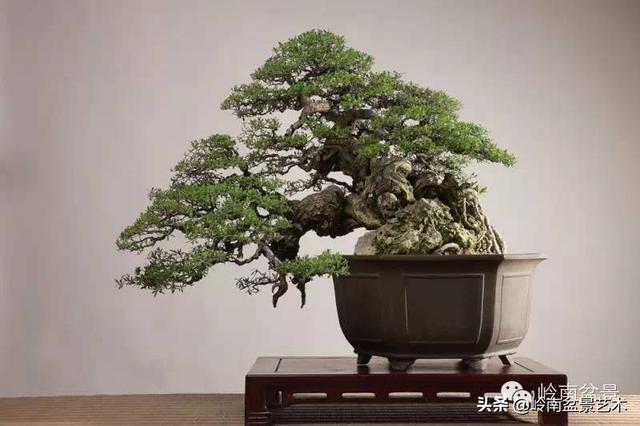要霸氣側露，玩好根盤是關鍵！
